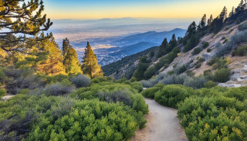 Cucamonga Peak hiking trail